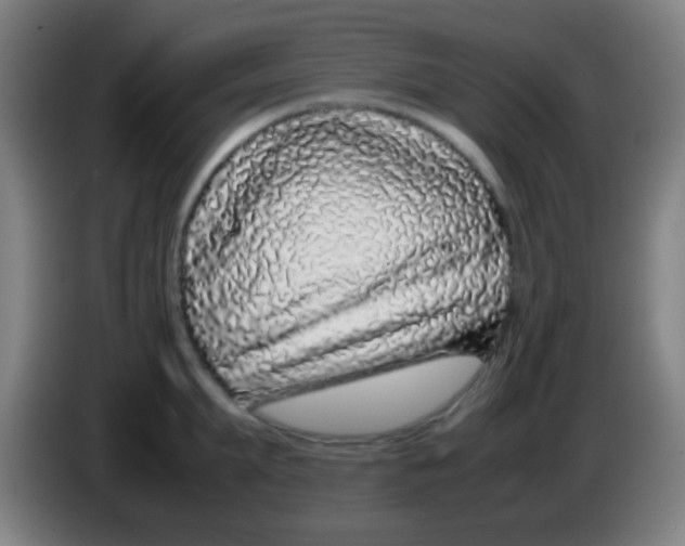 X0000085310903200703302020