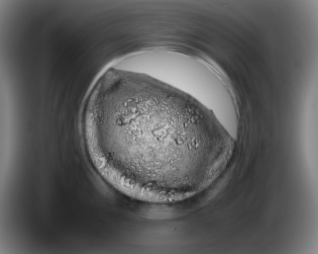 X0000085310907200703302020