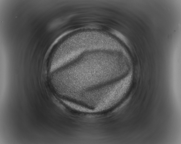 X0000085310923200703302019