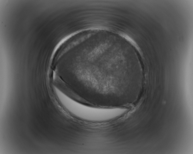 X0000085310928200703302019