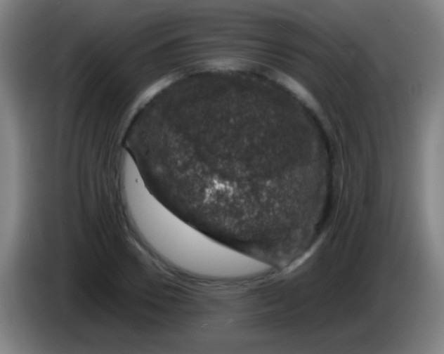 X0000085310930200703302019