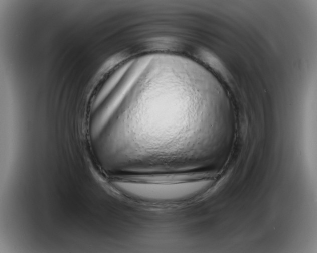 X0000085310938200703302019