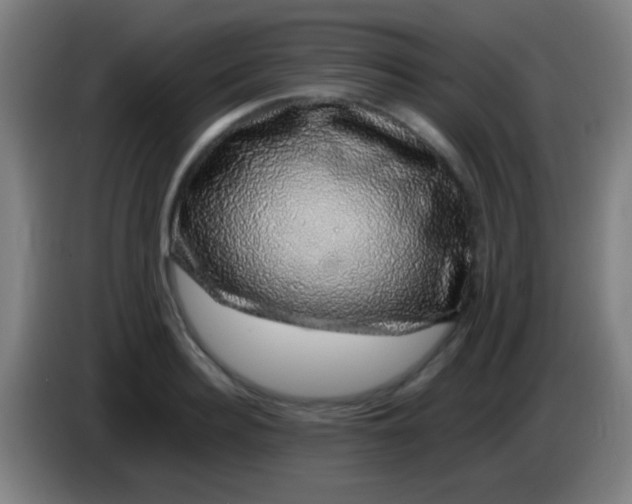 X0000085310940200703302019