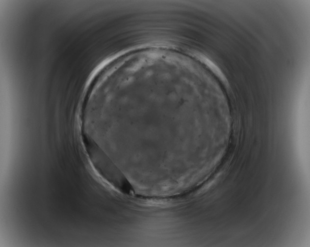 X0000085310944200703302019