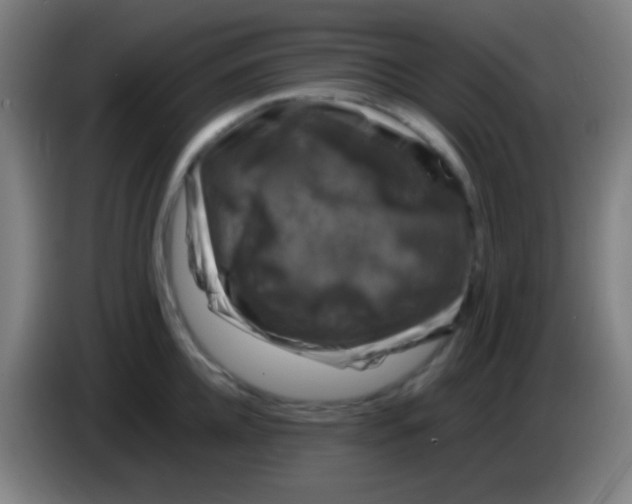 X0000085310952200703302020