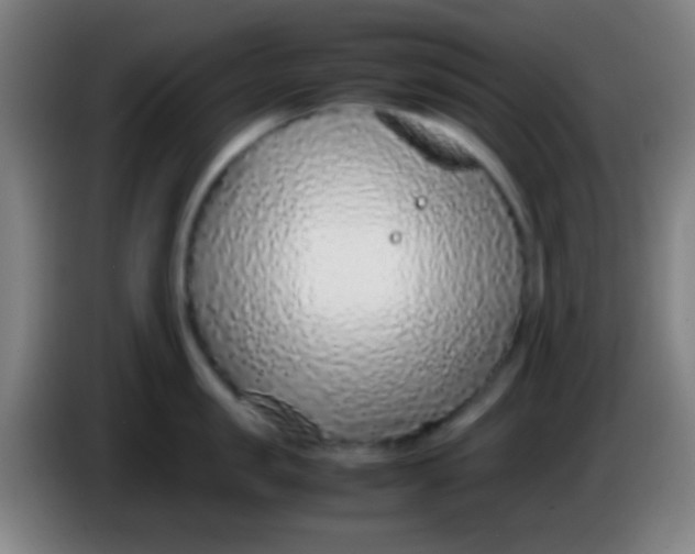 X0000085310957200703302020