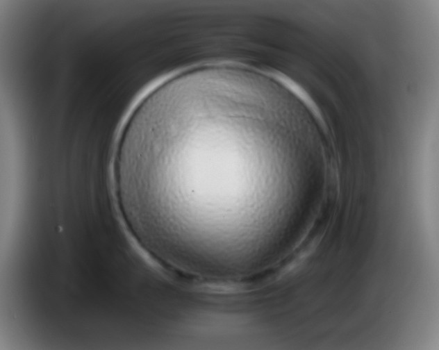 X0000085310959200703302020