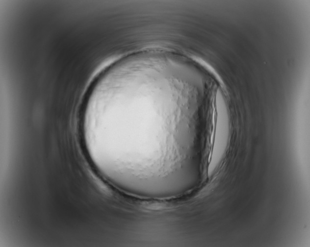 X0000085310991200703302019