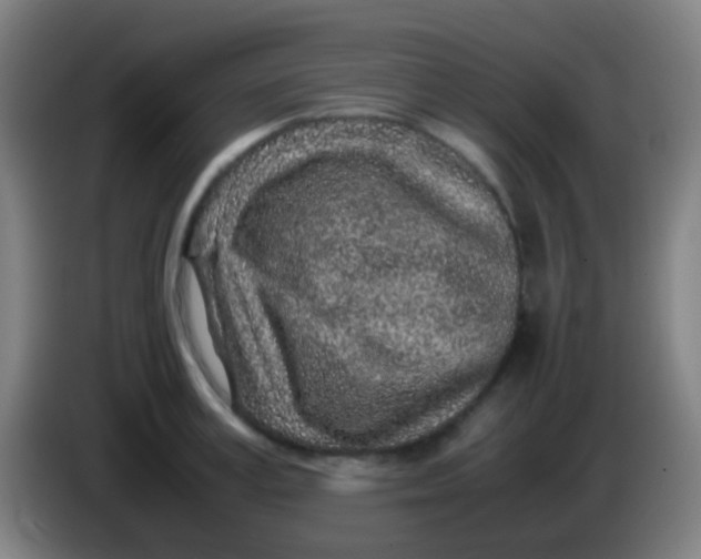 X0000085310995200703302018