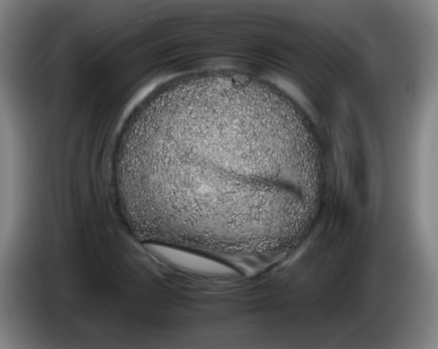 X0000085311023200703302018