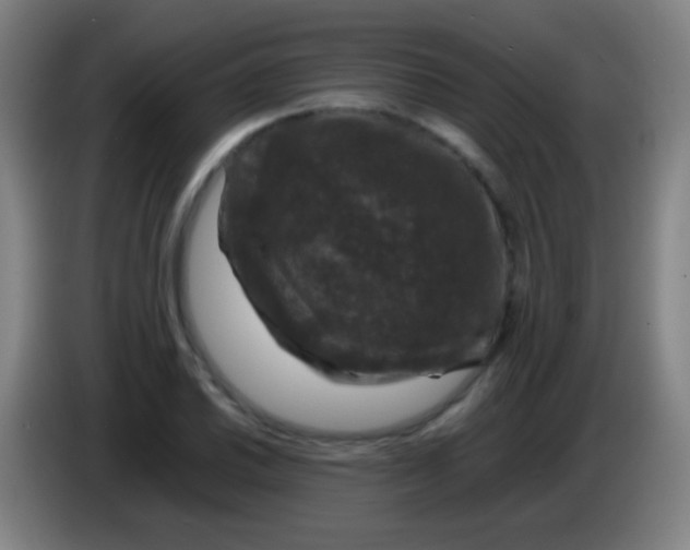 X0000085311030200703302018