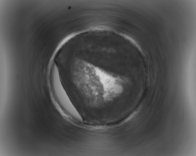 X0000085311038200703302018