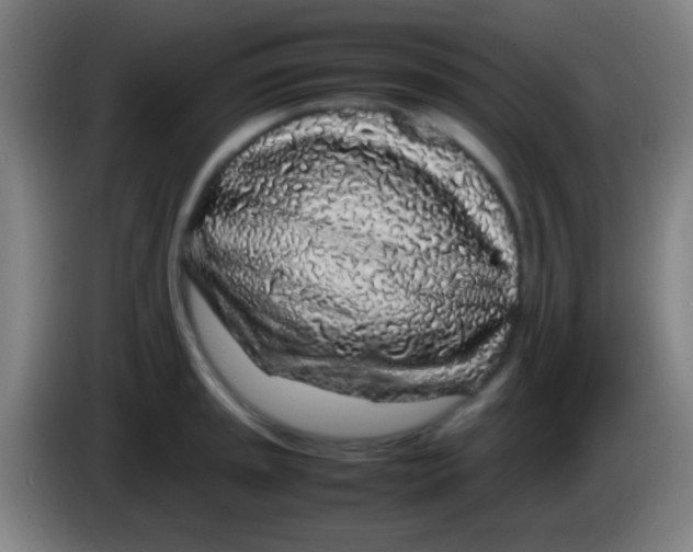 X0000085311045200703302018