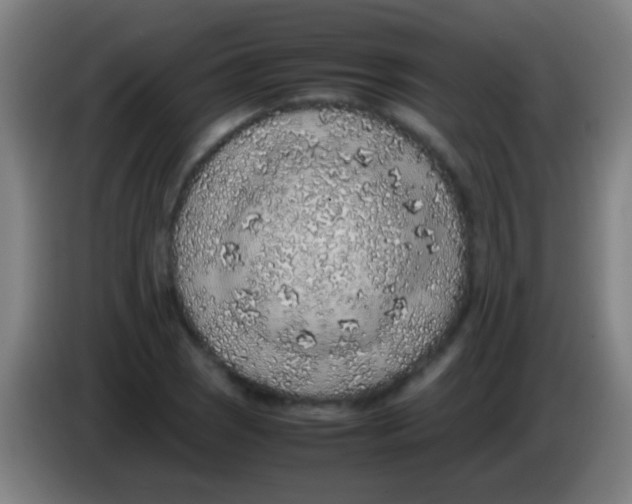 X0000085311121200703302017