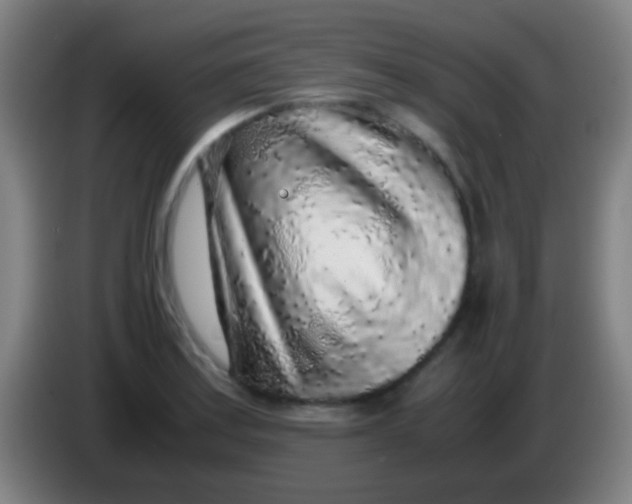 X0000085311179200703302016