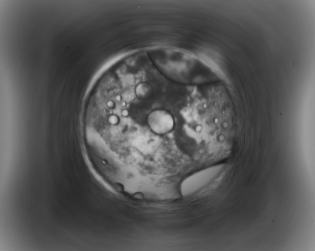 X0000085311239200703302015