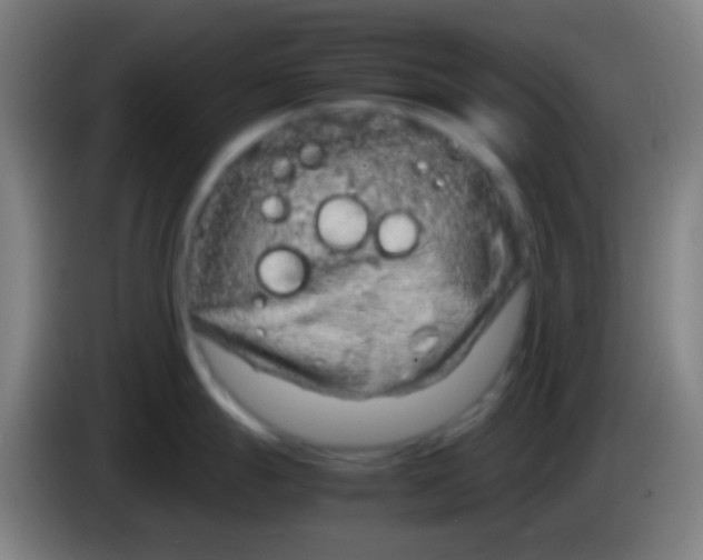 X0000085311247200703302016