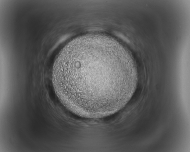 X0000085311255200703302015