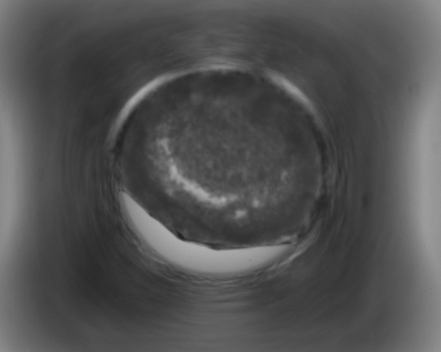 X0000085311310200703302014