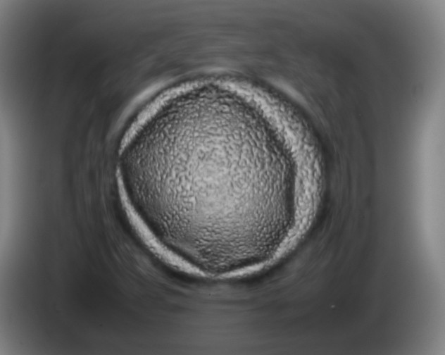 X0000085311359200703302013