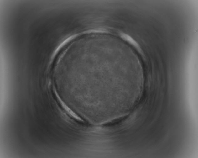 X0000085311360200703302013