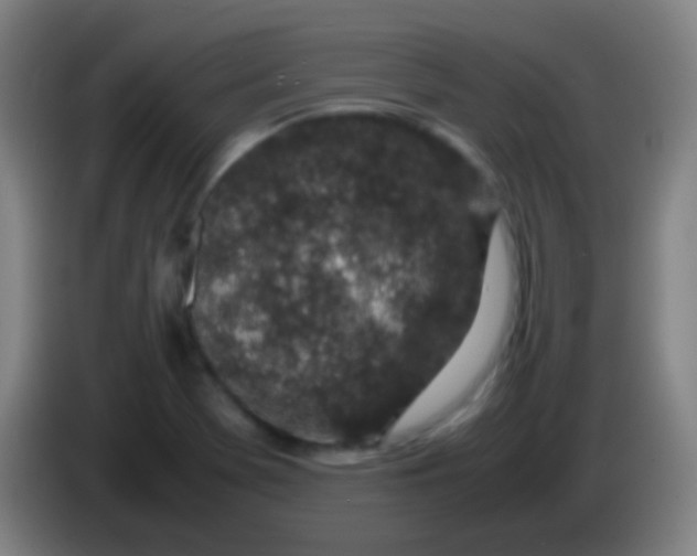 X0000085311369200703302013