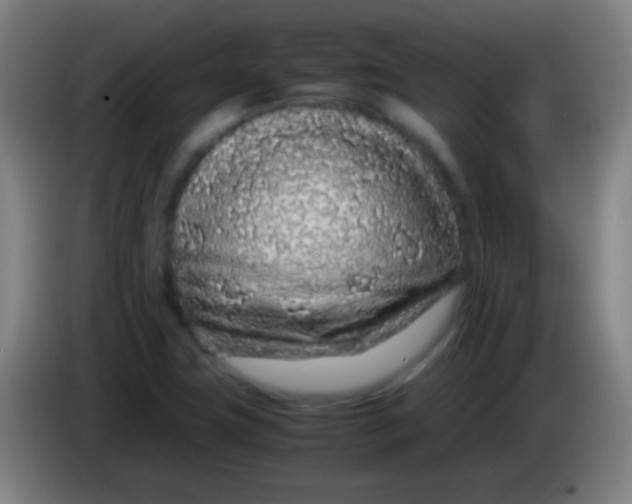 X0000085311411200703302012