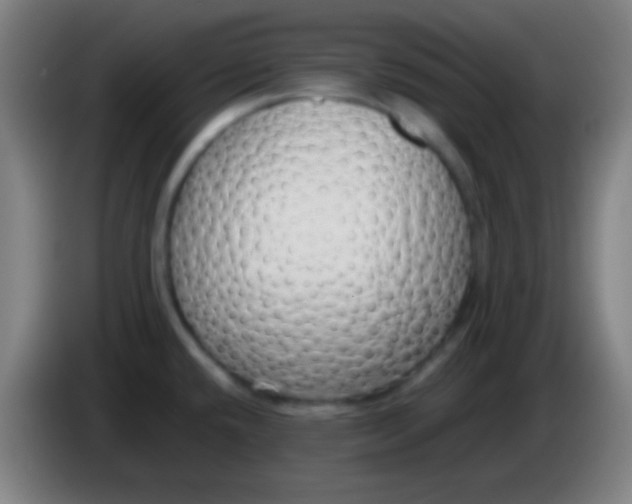 X0000085311432200703302013