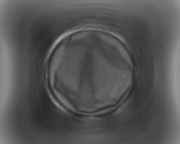 X0000085311515200703302011