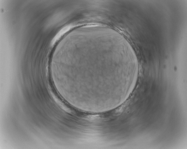 X0000085310054200704092333