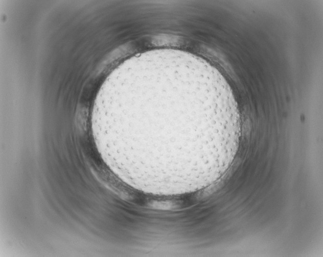 X0000085310171200704092332