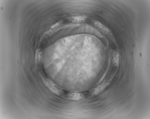 X0000085310276200704092331
