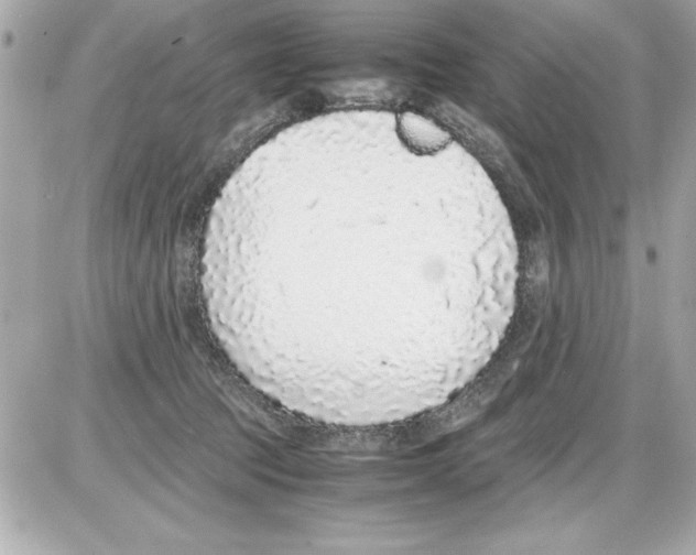 X0000085310369200704092329
