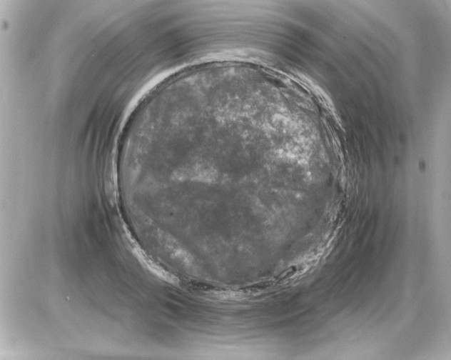 X0000085310792200704092322