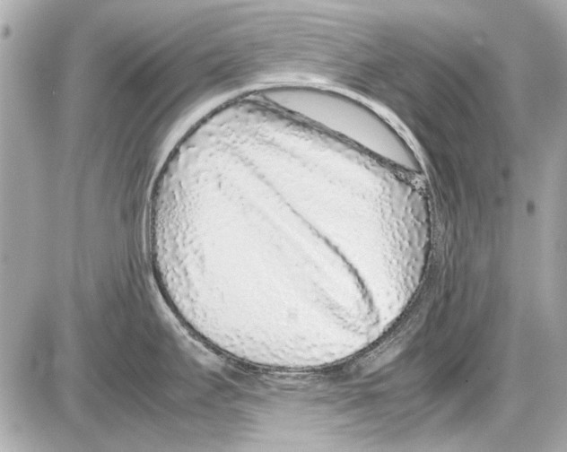 X0000085311295200704092313