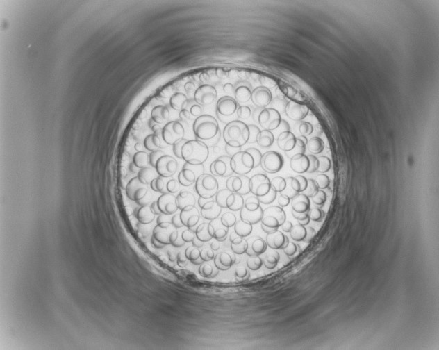 X0000085311432200704092312