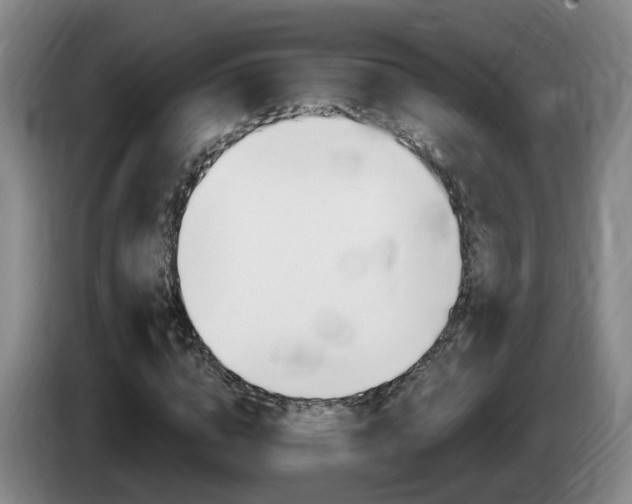X0000085320824200703091113