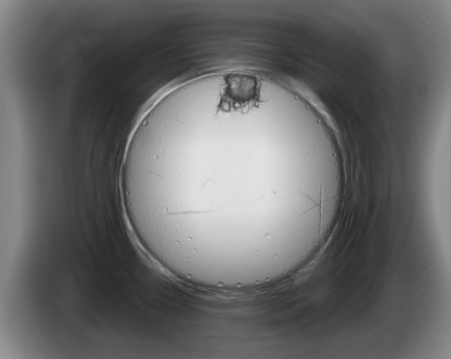 X0000085321338200703091107
