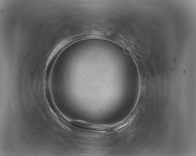 X0000085320102200703091521