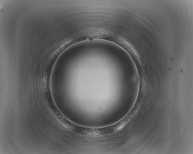 X0000085320113200703091521