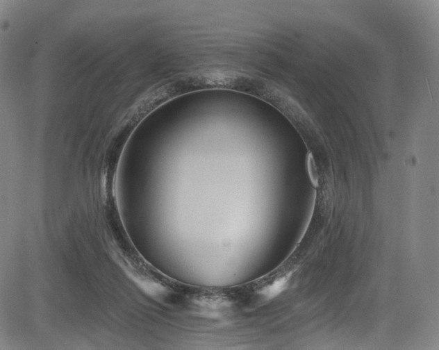 X0000085320262200703091519