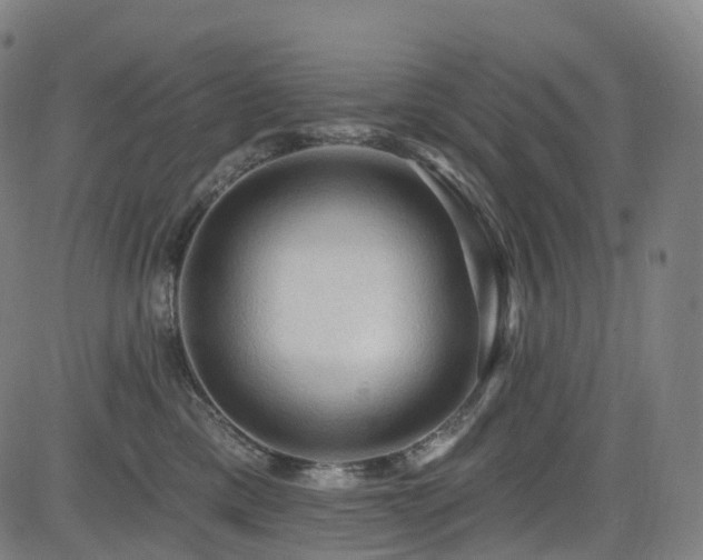 X0000085320425200703091516