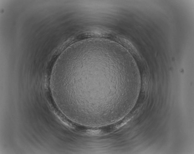 X0000085320457200703091516
