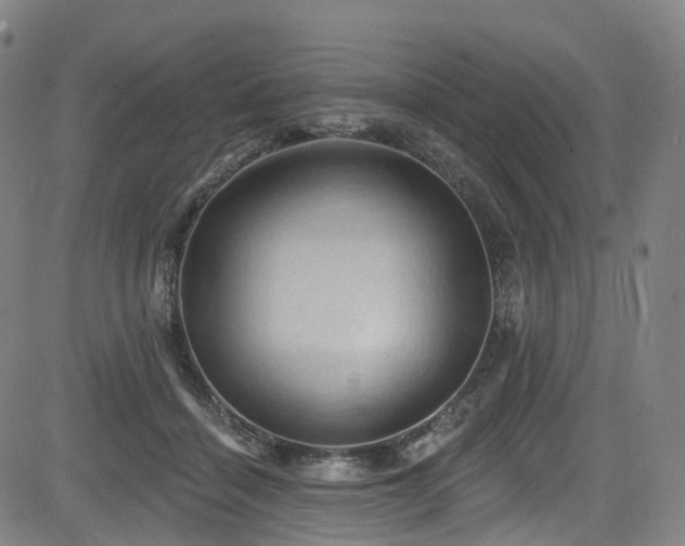 X0000085320460200703091516