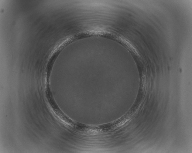 X0000085320494200703091515