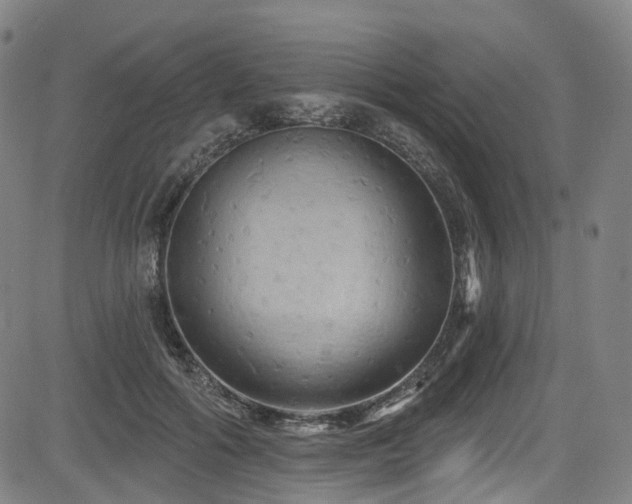 X0000085320602200703091513