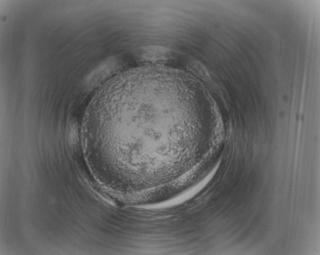 X0000085320623200703091513