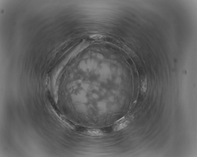 X0000085320666200703091513