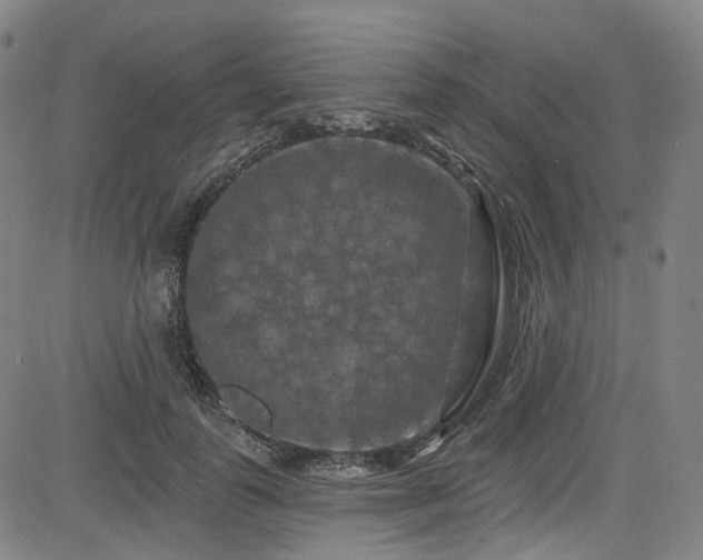 X0000085320747200703091511
