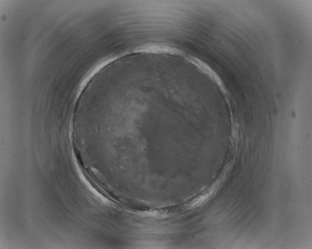 X0000085320855200703091509